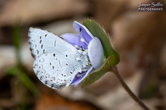 Celastrina ladon