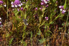 Castilleja densiflora gracilis