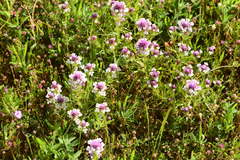 Castilleja densiflora gracilis