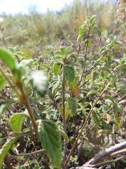 Lantana balansae