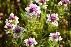 Castilleja densiflora gracilis