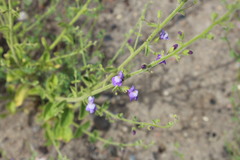 Sairocarpus nuttallianus