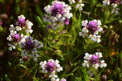 Castilleja densiflora gracilis