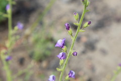 Sairocarpus nuttallianus