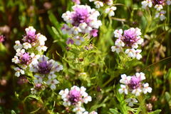 Castilleja densiflora gracilis
