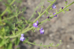 Sairocarpus nuttallianus