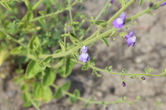 Sairocarpus nuttallianus