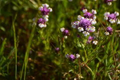 Castilleja densiflora gracilis