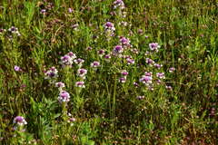 Castilleja densiflora gracilis