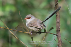 Variegated Fairywren photo 3
