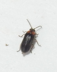Exneria ruficollis