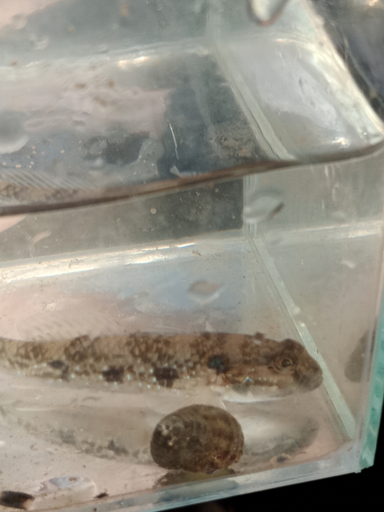 Tropical sand goby