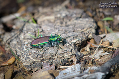 Cicindela splendida