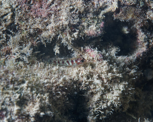 Eviota epiphanes observed 2024-05-04