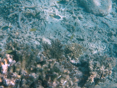 Neopomacentrus nemurus