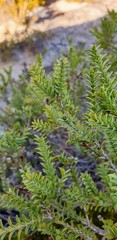 Melaleuca decussata