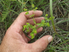 Euphorbia spathulata
