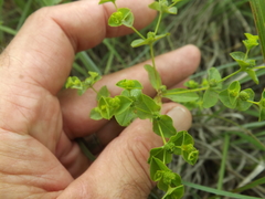 Euphorbia spathulata