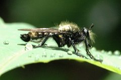 Laphria divisor