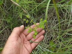 Euphorbia spathulata