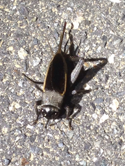 Gryllus lineaticeps