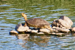 Trachemys yaquia