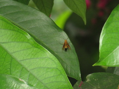 Agelaia constructor