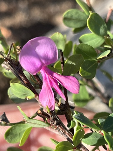 Cogmans Indigo (Indigofera cogmaniana)