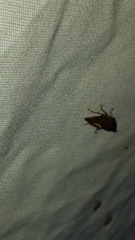 Telamona monticola
