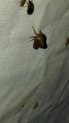 Telamona monticola