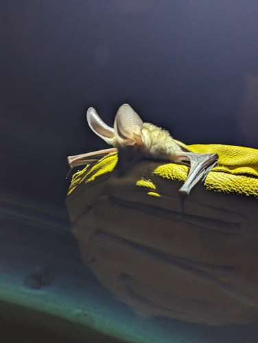 Pallid Bat photographed in Arizona