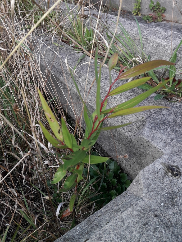 Agonis flexuosa, Karori, Wellington, New Zealand
