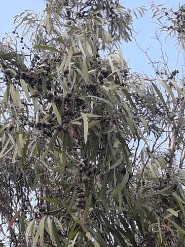 Agonis flexuosa