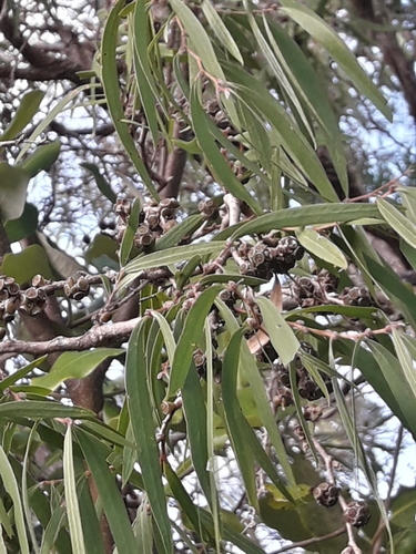 Agonis flexuosa