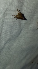 Telamona monticola
