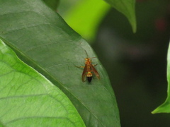 Agelaia constructor