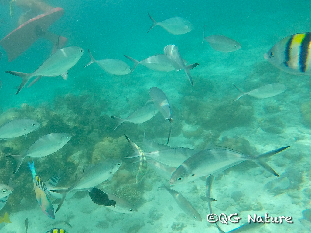 Herring scad