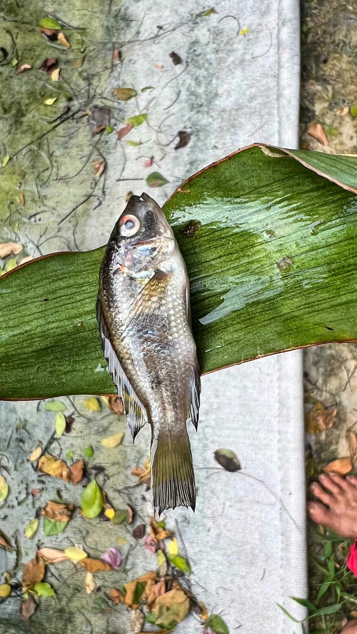 Wami Tilapia photo 5