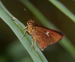 Oerane microthyrus