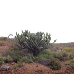 Myrtillocactus cochal