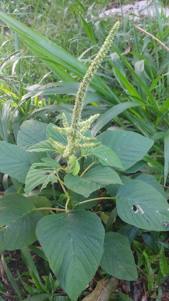 Amaranth Invasive green callaloo amaranth from Kolonia, Pohnpei, Federated States of ...