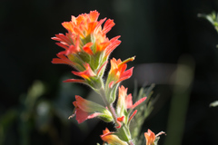 Castilleja affinis