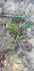 Billardiera cymosa