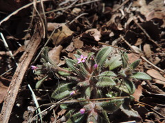 Collomia diversifolia