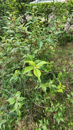 Foto de Cerejeira-do-japão
