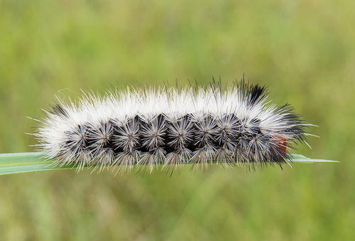 White-tipped Ctenucha