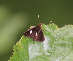 Oerane microthyrus