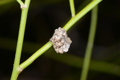 Aceria carmichaeliae