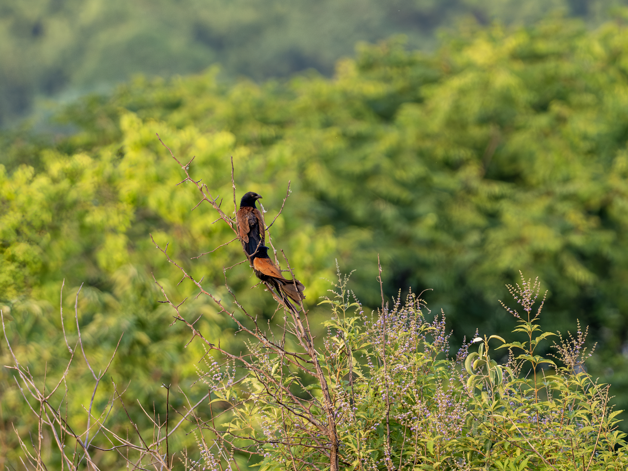 Lesser Coucal