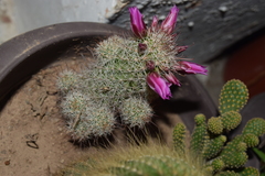 Mammillaria mazatlanensis